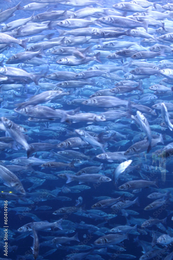 Fish Fish