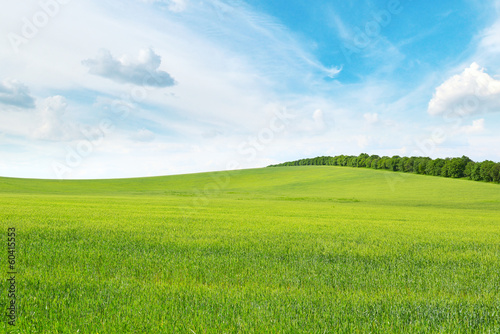 green meadow and blue sky