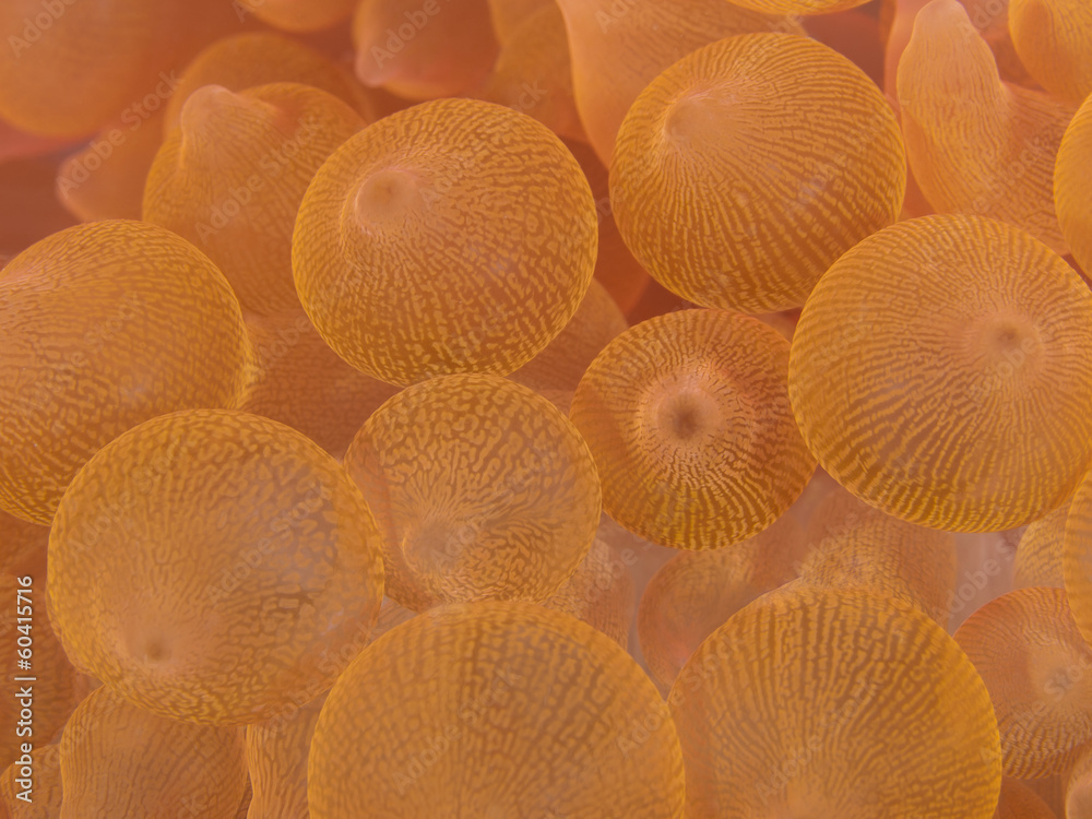 Coral texture Coral texture