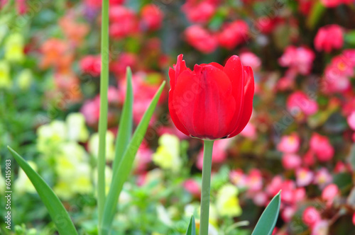 red tulip on many color background