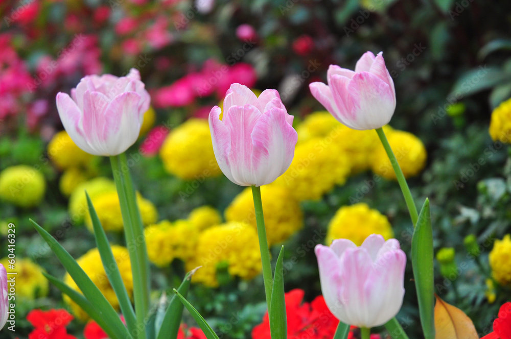 pink tulip on many color background pink tulip on many color background