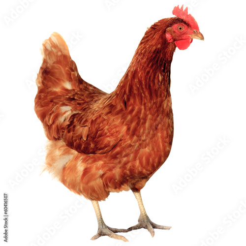 chicken hen