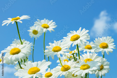 Beautiful daisies on a background of blue sky © Leonid Ikan