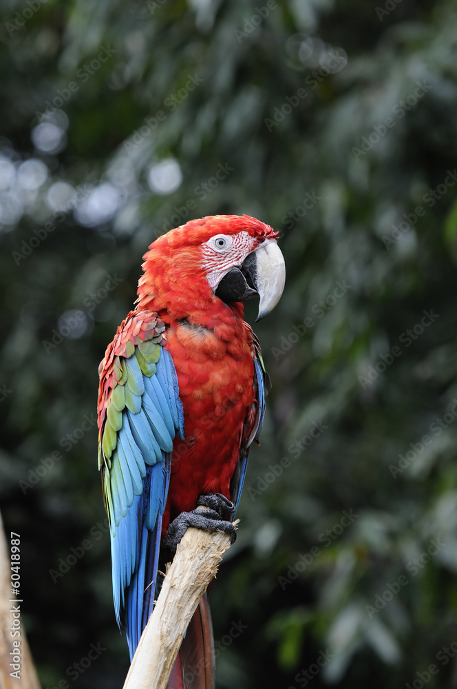 アカコンゴウインコ