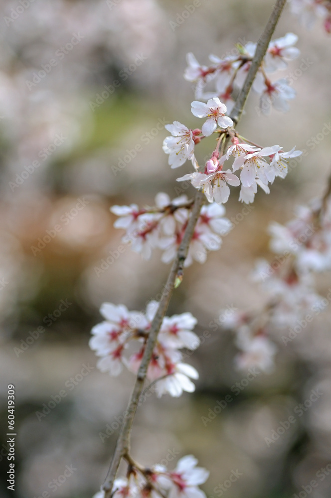 桜 桜
