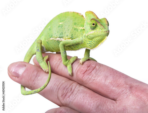 chameleon on a finger