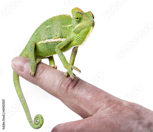 pet chameleon on a finger