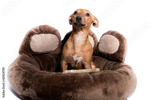 Miniature Pinscher lie in the basket photo