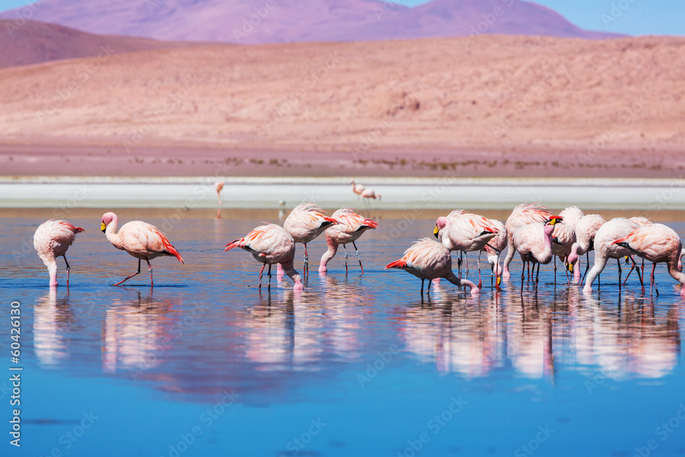 Naklejka premium Flamingo