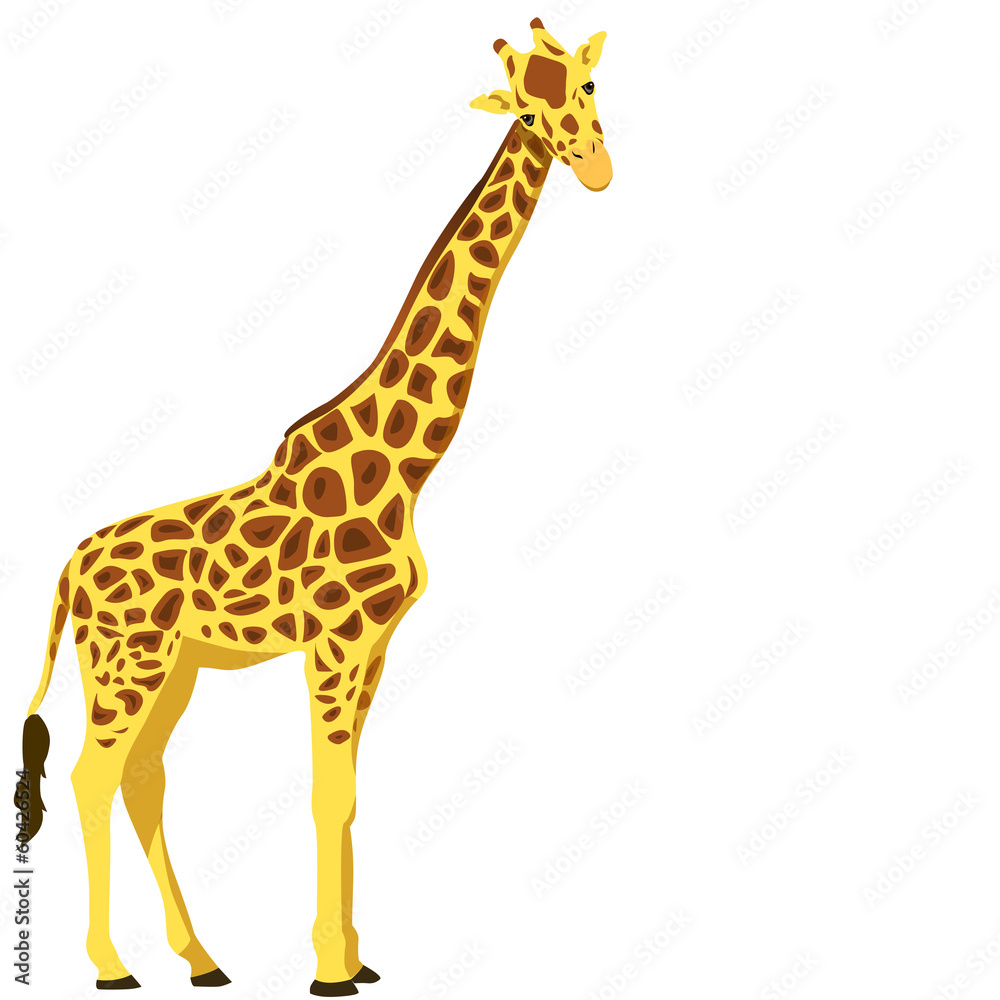 Naklejka premium giraffe, vector illustration