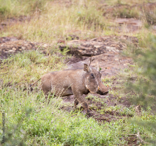 Warthog in the savanna © Daniel Loncarevic
