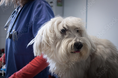 Foto West highland white terrier dog with veterinarian