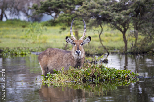 Water Buck at the Naivasha Lake in Kenya