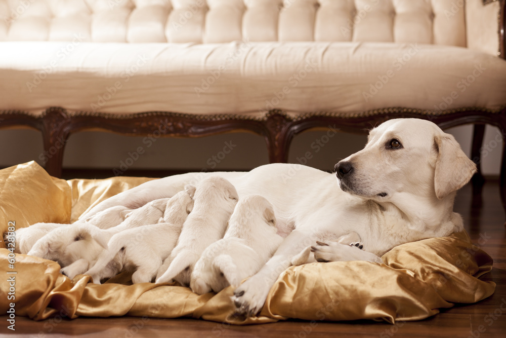 Obraz premium white labrador retriever mother with her babies