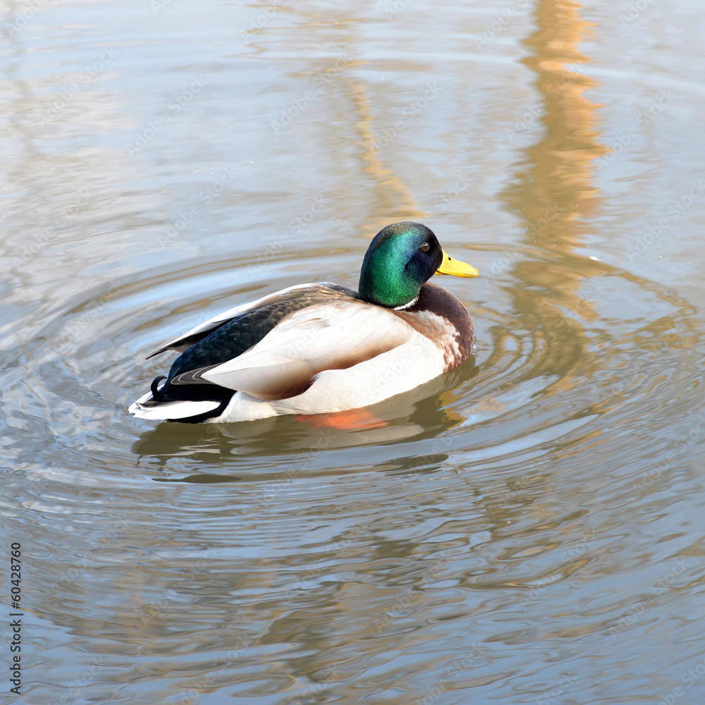 Obraz premium A wild duck swims