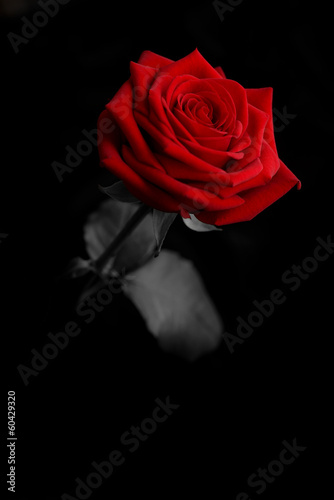 A red rose on black background - valentine day gift - love concept Background with copy space