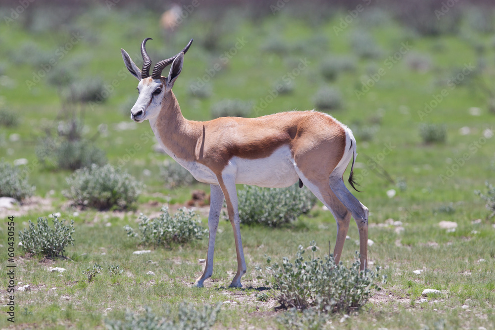 Springbok antelope (Antidorcas marsupialis) Springbok antelope (Antidorcas marsupialis)
