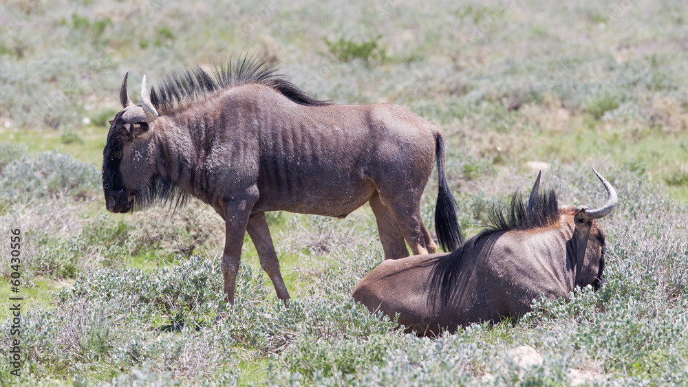 Wildebeest walking the plains of Etosha National Park Wildebeest walking the plains of Etosha National Park
