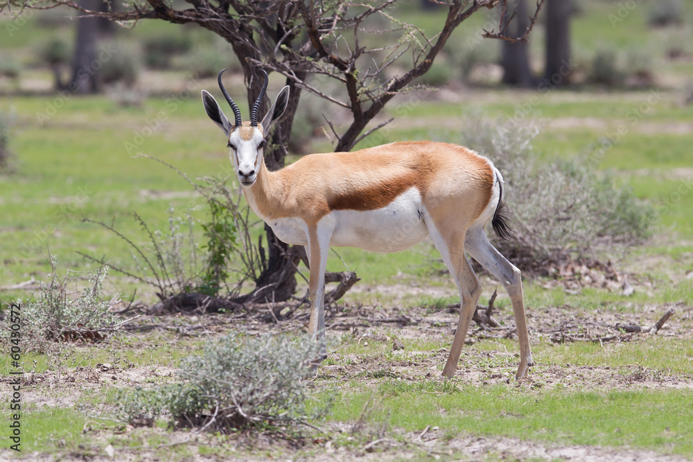 Springbok antelope (Antidorcas marsupialis)