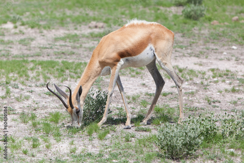 Springbok antelope (Antidorcas marsupialis) Springbok antelope (Antidorcas marsupialis)