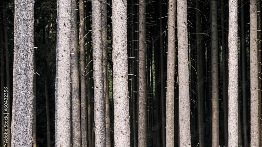 Fototapeta premium Fichtenforst bei Kühnhausen