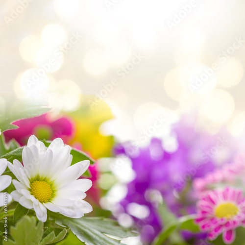 Flower background. Real photographs of beautiful flowers.