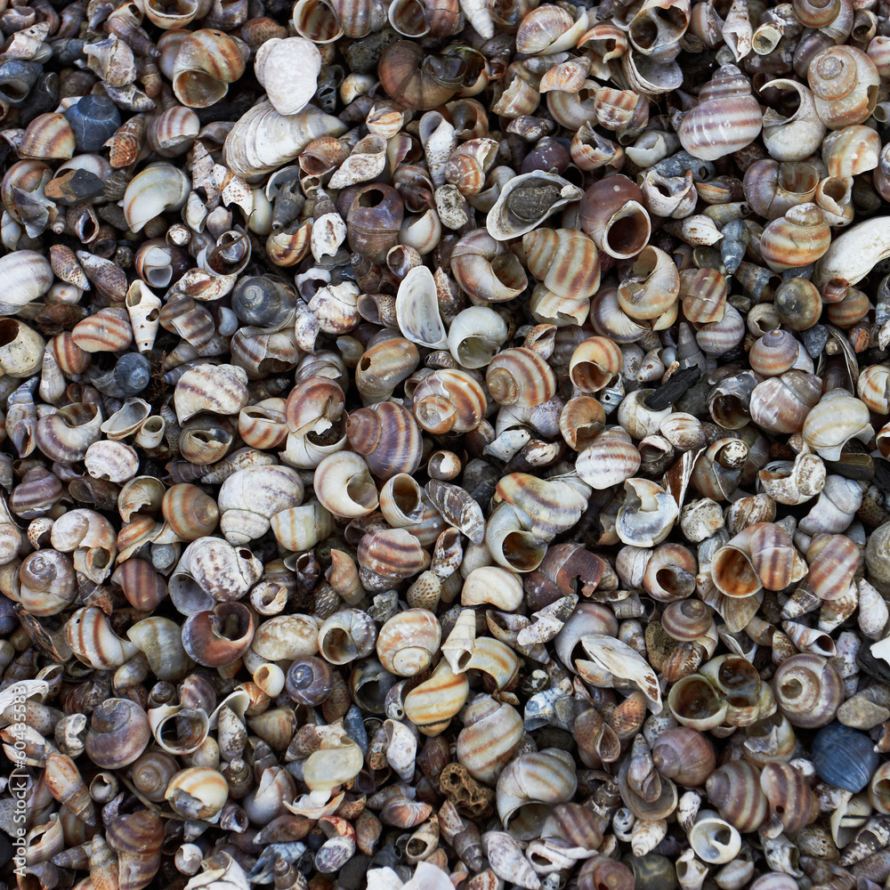 Sea Shells Background