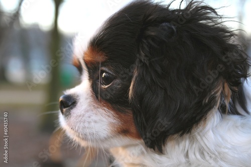 Billede på lærred cute puppy - cavalier king charles spaniel puppy in the park