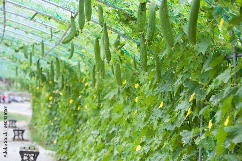 Obraz premium Zuchini