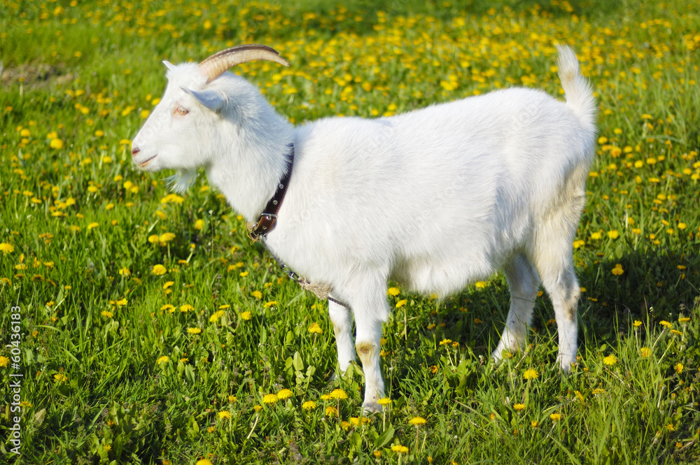 goats in pasture goats in pasture