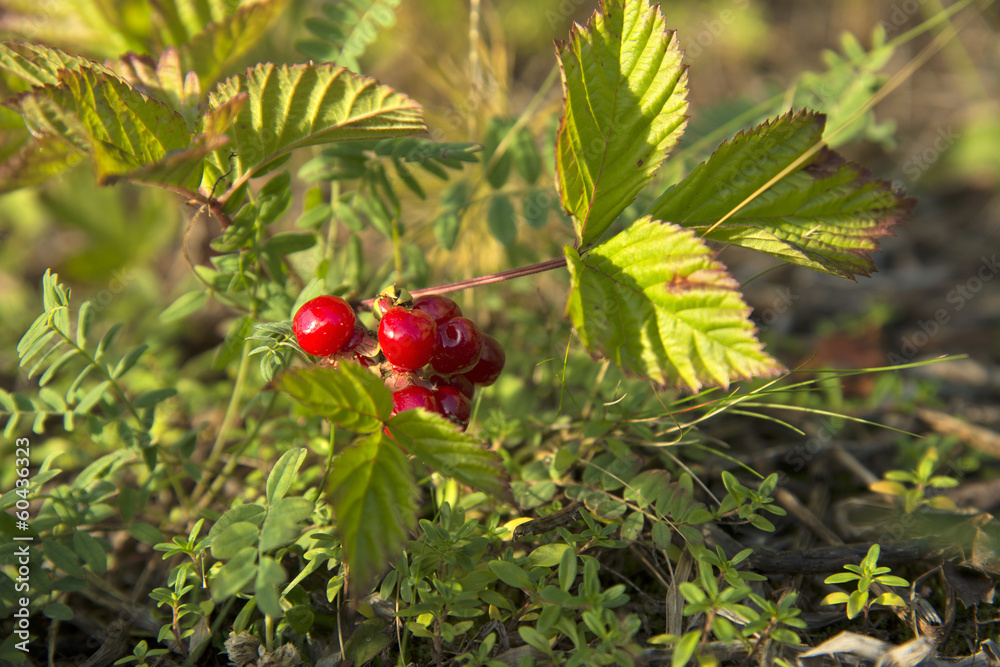 Stone bramble rocky. Rúbus saxátilis Stone bramble rocky. Rúbus saxátilis