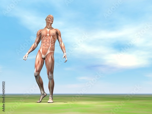 Obraz na plátně Male musculature walking - 3D render