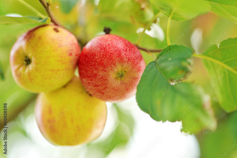 Ripe apples selective focus.