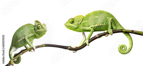 chameleons
