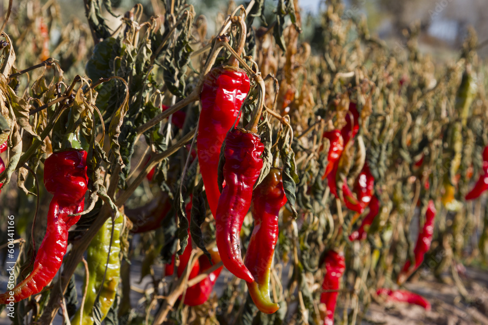 peppers peppers