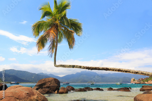 Palm tree on beach Aventueiro, Ilha Grande, Brazil photo