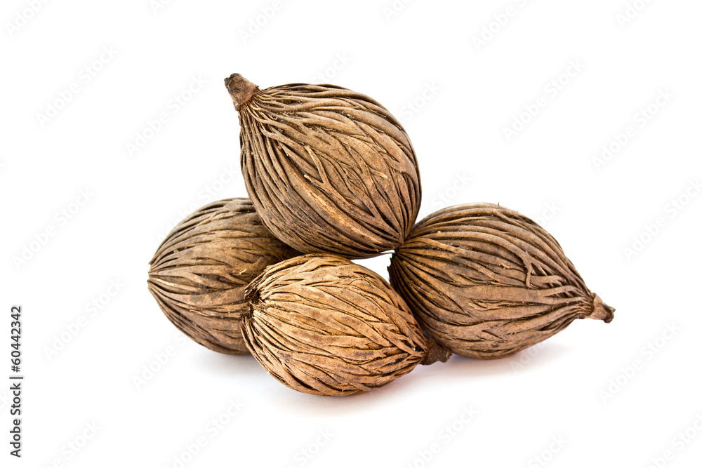 cerbera odollam's seed, Pong pong seed in white background cerbera odollam's seed, Pong pong seed in white background