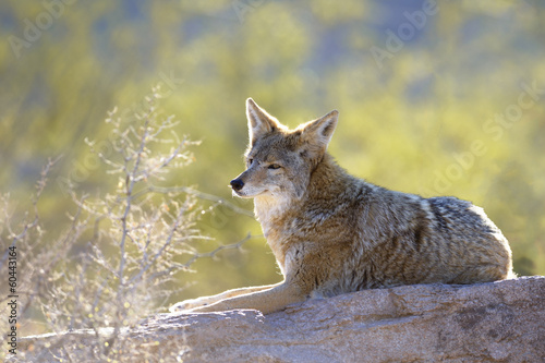 Billede på lærred coyote