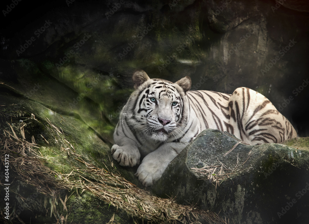 Obraz premium WHITE TIGER na skale