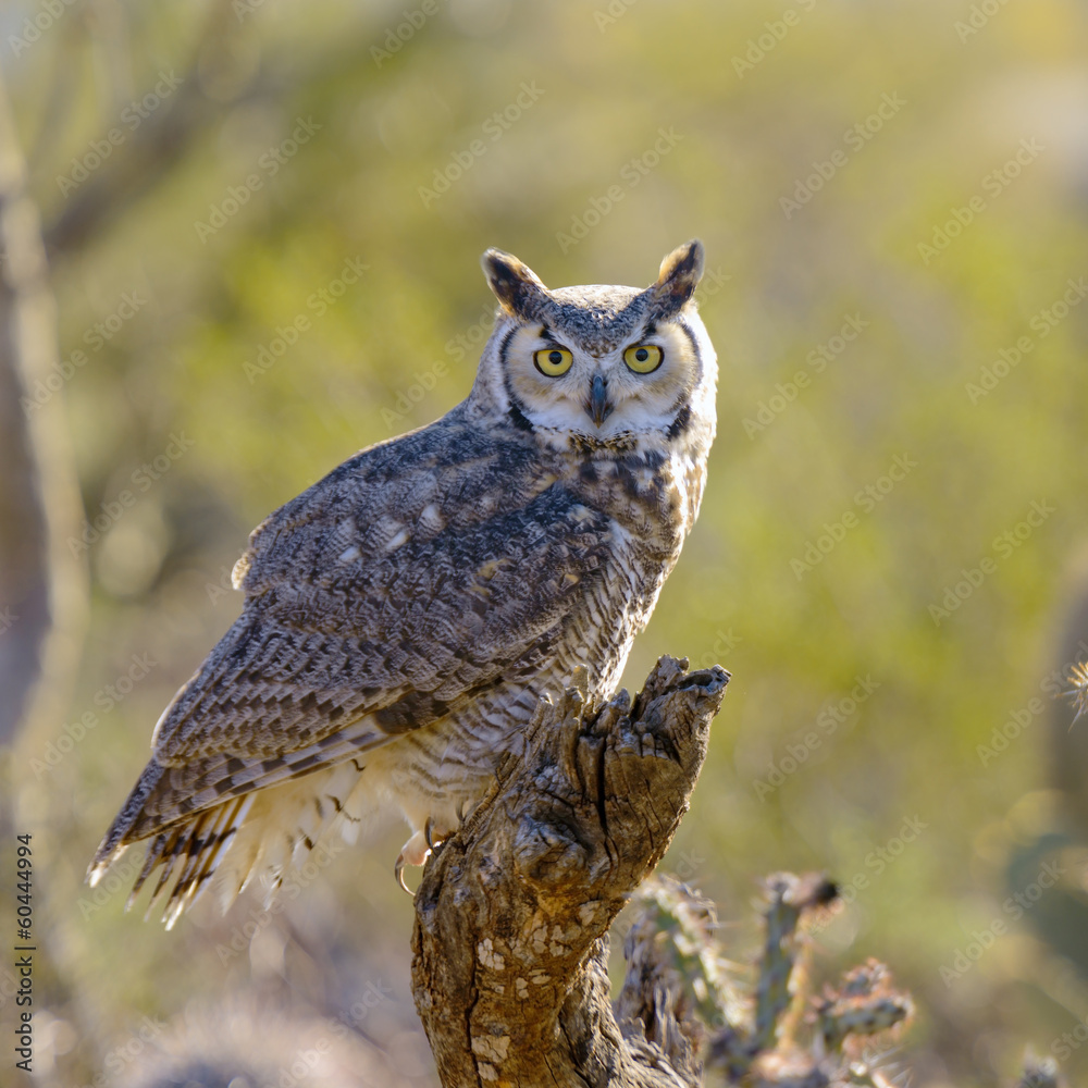 Fototapeta premium Great Horned Owl