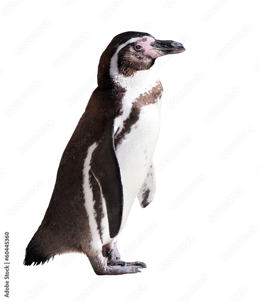 Fototapeta premium Humboldt penguin. Isolated on white