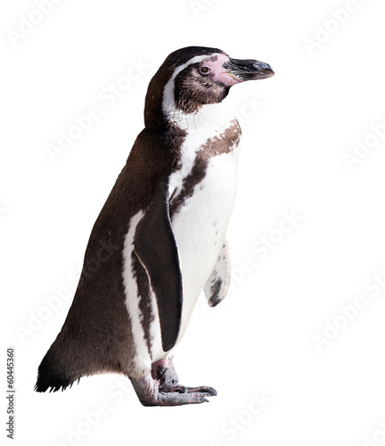 Humboldt penguin. Isolated on white