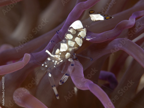 Pacific Clown Anemone Shrimp photo