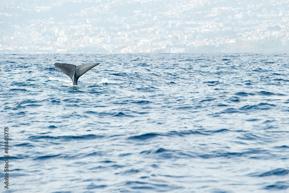 Fototapeta premium Sperm whale preparing for a deep dive