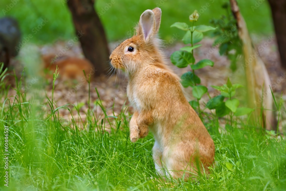 Fototapeta premium Rabbit in grass