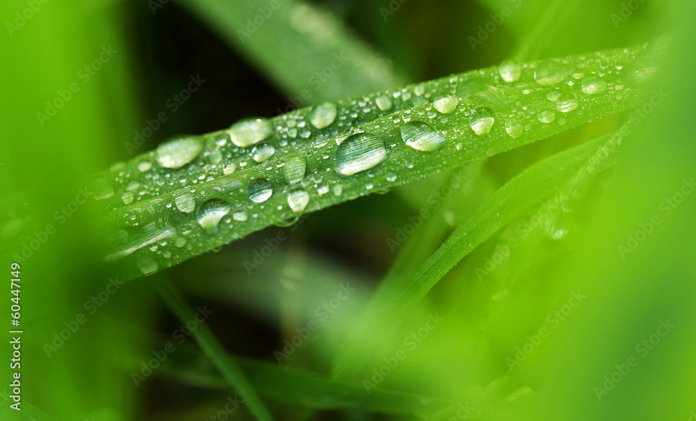 Fresh green grass with water drops close-up Fresh green grass with water drops close-up