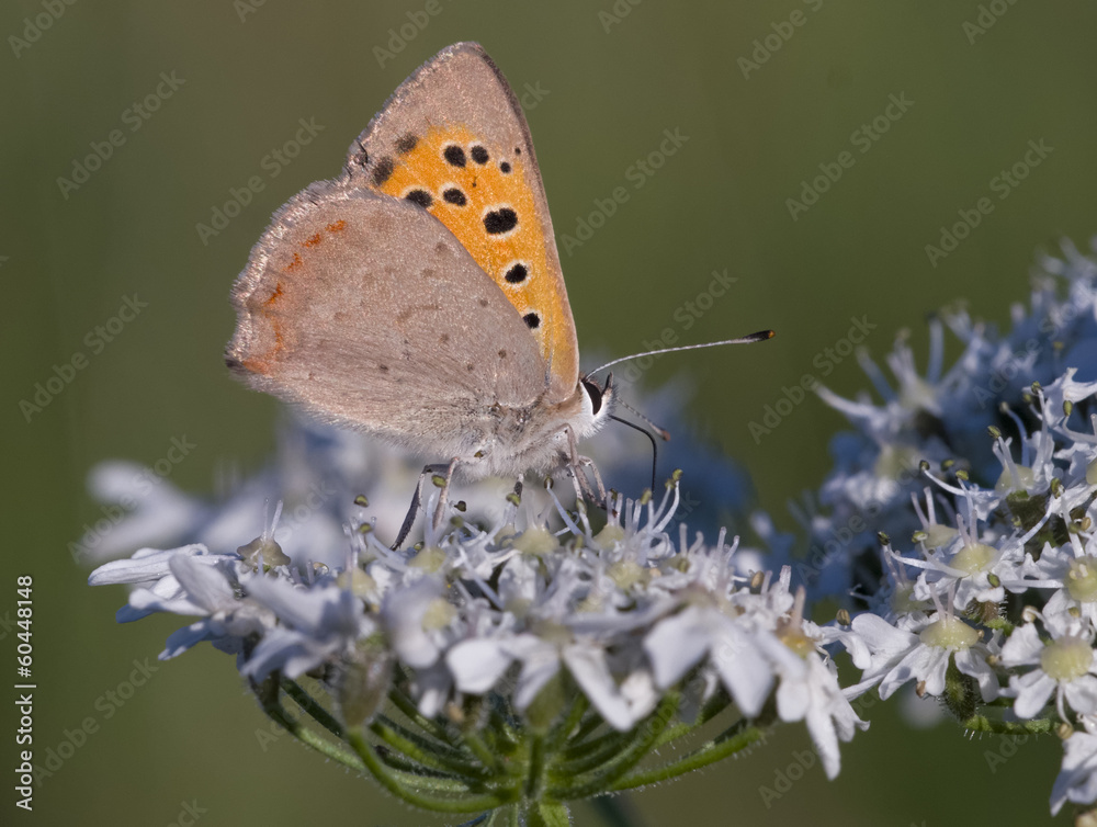 Fototapeta premium Kleiner Feuerfalter (Lycaena phlaeas)