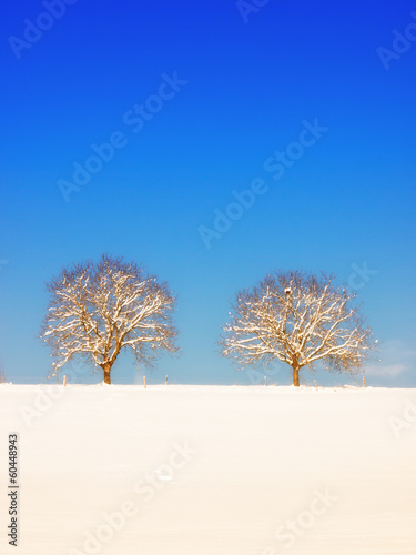 trees in winter landscape (7)