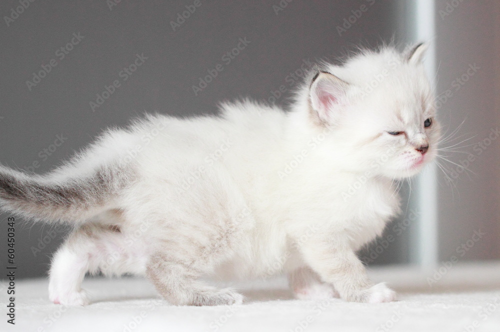 Obraz premium neva masquerade version of siberian puppy, at one month