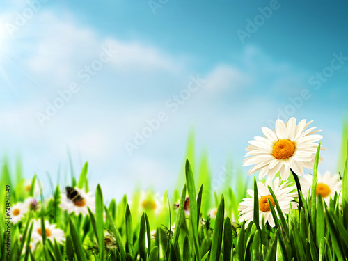 Fototapeta Naklejka Na Ścianę i Meble -  Daisy flowers on the meadow, seasonal backgrounds for your desi